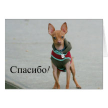 Спасибо Thank You Chiuahua greeting card
