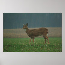 0113010-38WA PRINT