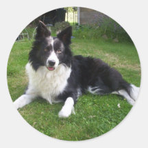 059border collie stickers