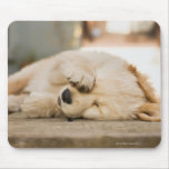 10 week old puppy rubbing its eyes mousepads