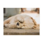 10 week old puppy rubbing its eyes post cards