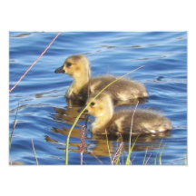 10X14 Canadian Goose Goslings Photoprint