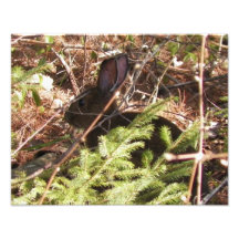 11 x 14  Wild Rabbit in the Bush Photo