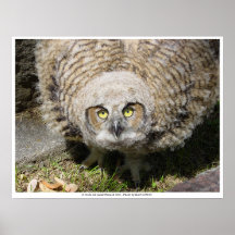 13 week old Great Horned Owl Poster