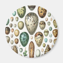 1897 Animal Eggs from Meyers Konversations-Lexik Fridge Magnet
