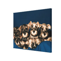 24117057 CANVAS PRINT