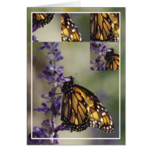 2812  Butterfly  Montage Card