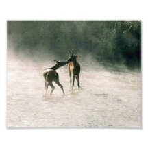 2 Deer Kissing colour print Photo
