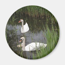 2+swans fridge magnet