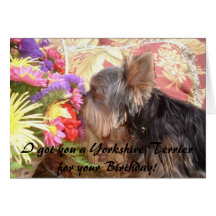 314855-7661677, I got you a Yorkshire Terrier f... Card