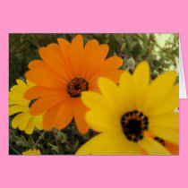 3 Daisies cards