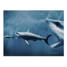 3 Great white sharks (Carcharodon carcharias) Postcards