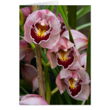 3 Pink Ladies Blooming Greeting Card