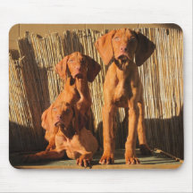 3 Vizsla Brothers Mousepad