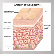 3d anatomy of the epidermis Poster