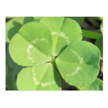 4 Leaf Clover Good Luck Charm Postcards