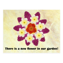 4 There is a new flower in our garden Post Cards