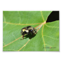 5X7 Bee Sunning on a Leaf Photographic Print