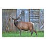 6 Point Bull Elk Photo