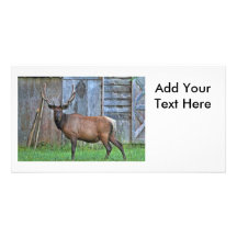 6 Point Bull Elk Photo Picture Card