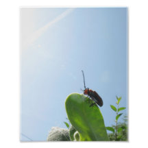 8x10 Bug and Sun Photographic Print