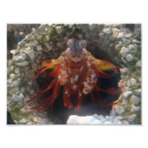 8x10 crab? photo
