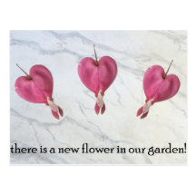 9 There is a new flower in our garden Post Card