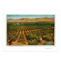 A Beautiful Orange GroveState Post Card