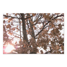 A beautiful photo in the midst of a winter day.