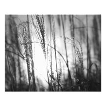 A black and white photo of tall grass at sunset