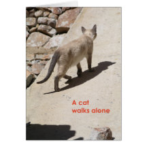 A cat... greeting cards