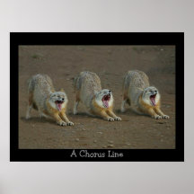 A  Coyote Chorus Line Posters
