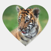 A cute baby tiger heart sticker