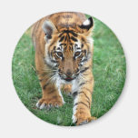 A cute baby tiger refrigerator magnets
