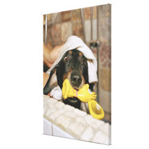 A dachshund being bathed. canvas prints