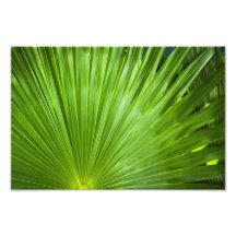 A Fan of Green Art Photo