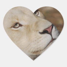 A gentle lion heart sticker