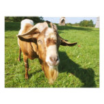 A goat - photo