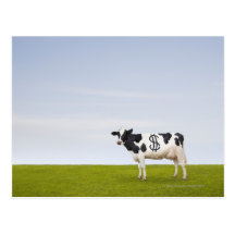 A Holstein Dairy cow with spots in the shape of Post Card