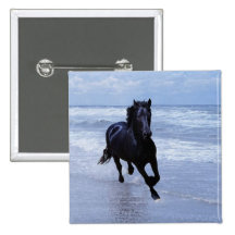 A horse wild and free pinback buttons