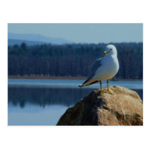 A Lake Champlain Sea Gull Postcards