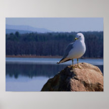 A Lake Champlain Sea Gull Poster