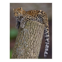 A Leopard's Tail Postcard