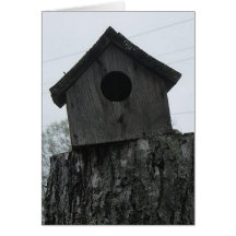 A little bird told me card