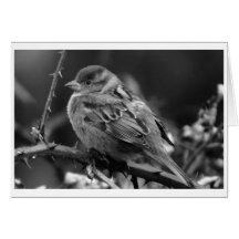 A Little Bird Told Me Greeting Card