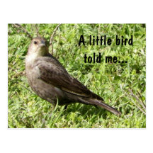 A Little Bird Told Me - Postcard