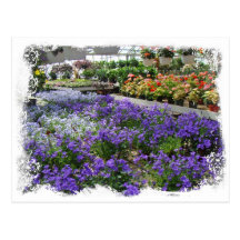A Local Greenhouse Shows Their Wares Post Cards