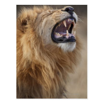 A mature male lion (Panthera leo) in the Savuti Post Card