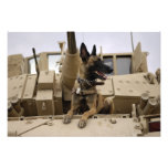 A military working dog sits on a US Army M2A3 Photo Print