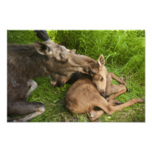 A Mother's Love Photo Art
